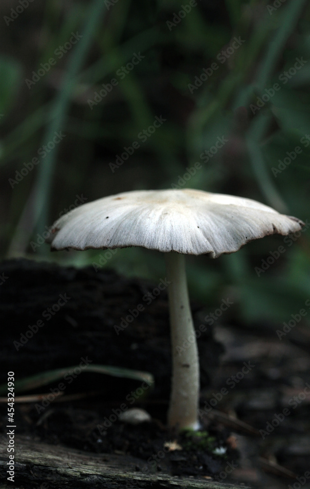 Single one white big mushroom in forest, dark view Single one white big mushroom in forest, dark view