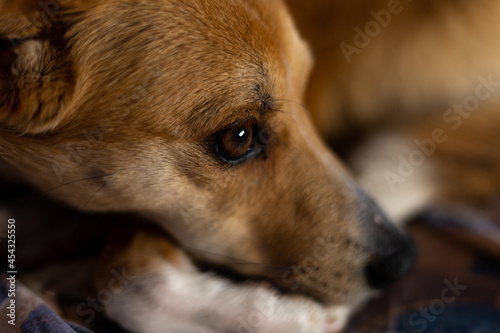 Dog cloes up on eye. Thoughtful look photo