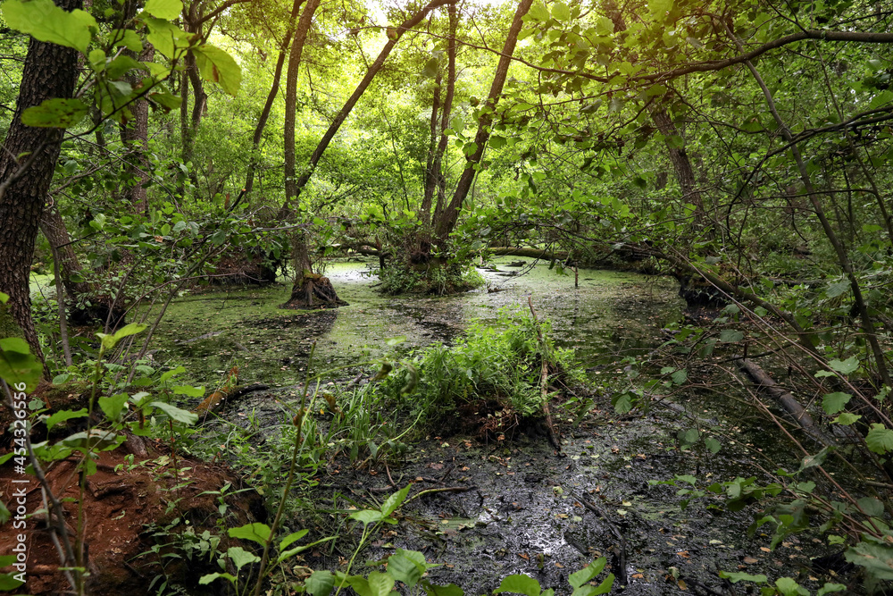 Picturesque view of green forest with swamp