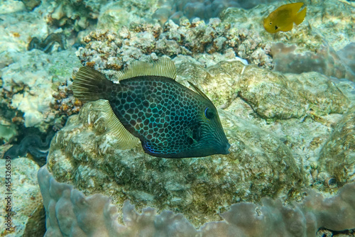 Honeycomb Filefish Cantherhines Pardalis ,Red sea 
