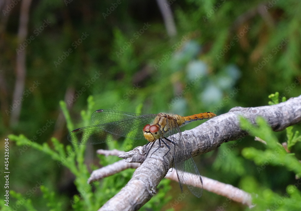 dragonfly on a branch of a coniferous tree close-up macro dragonfly on a branch of a coniferous tree close-up macro