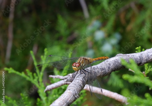 dragonfly on a branch of a coniferous tree close-up macro