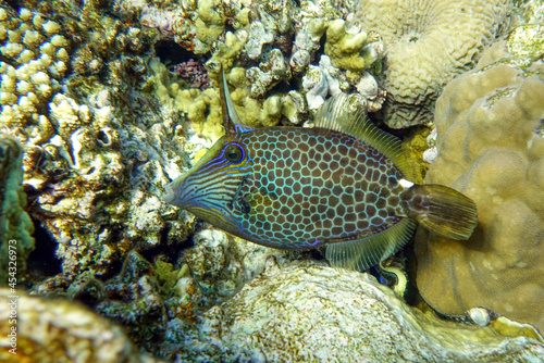 Honeycomb Filefish Cantherhines Pardalis ,Red sea 