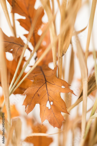 Close up of dry brown aragment in focus photo