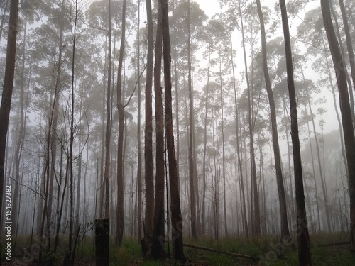 forest in fog