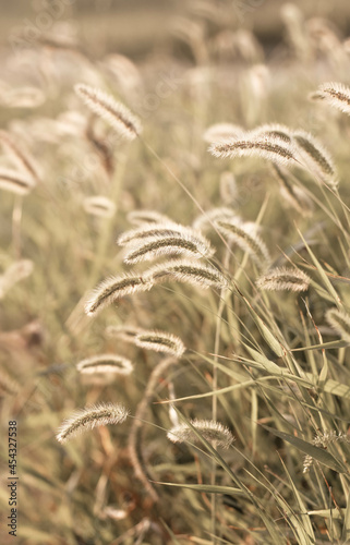 Beautiful abstract closeup of golden dried meadow grass. 
 Abstract natural background. Natural Beige or Set Sail Champagne Background.
Minimal, stylish, trend concept