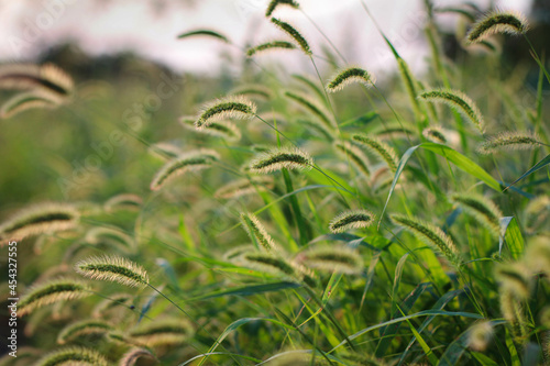 Wild grass with spikelets, summer plants. Green grass with golden and fluffy ears, nature. Spikelets of wild grass at sunset. Plants in the sun. Spikelets of wild wheat in the field