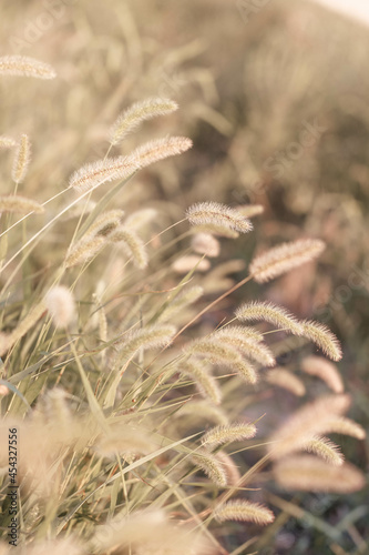Beautiful abstract closeup of golden dried meadow grass. 
 Abstract natural background. Natural Beige or Set Sail Champagne Background.
Minimal, stylish, trend concept