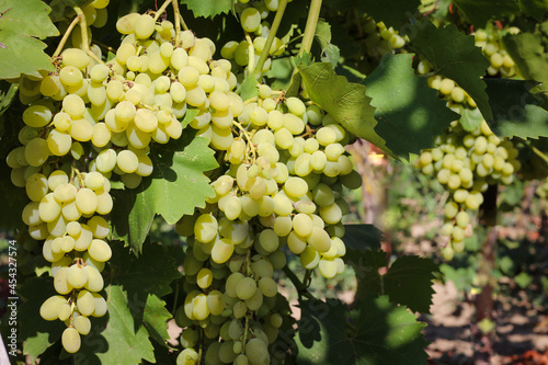 Wallpaper Mural Ripe green grape in vineyard. Grapes green taste sweet growing natural. Torontodigital.ca