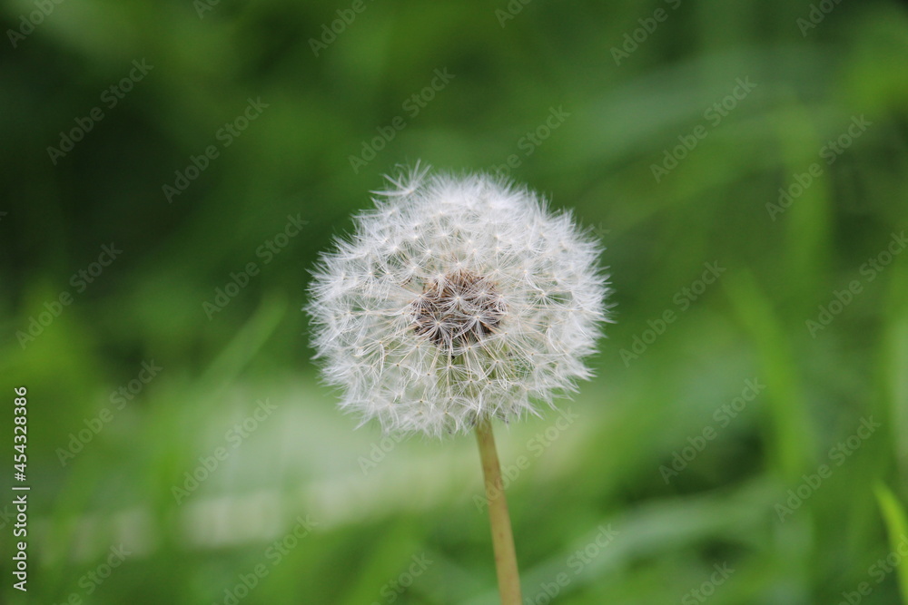 dandelion in the grass