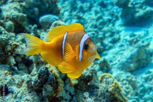 Red Sea anemonefish - Red Sea clownfish  (Amphiprion bicinctus) © mirecca