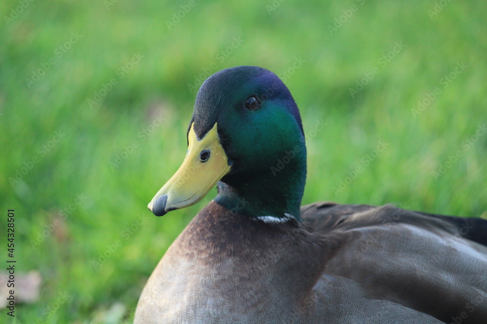 duck duck