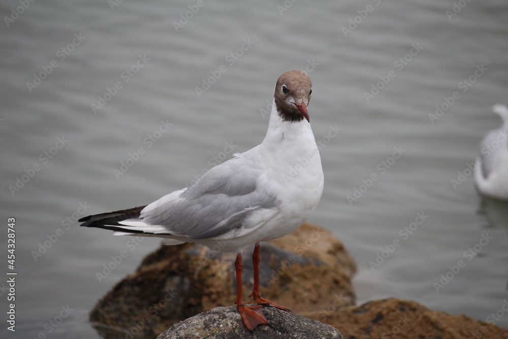 Obraz premium black headed gull