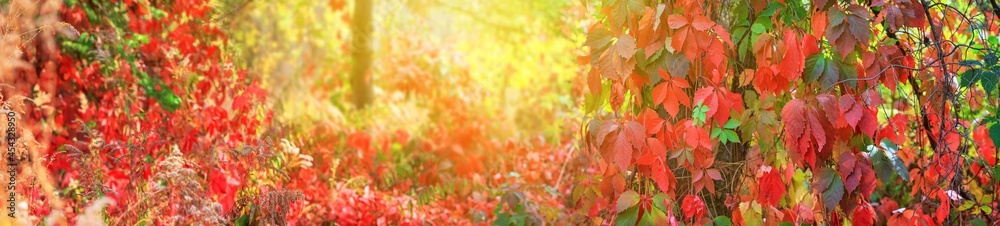 View of the foliage of the virgin ivy climbing the tree trunks in the rays of the autumn sun, banner View of the foliage of the virgin ivy climbing the tree trunks in the rays of the autumn sun, banner