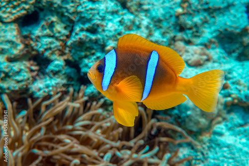 Red Sea anemonefish - Red Sea clownfish (Amphiprion bicinctus)
