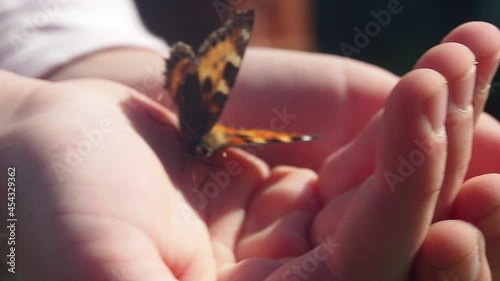 Butterfly in the hands in summer park