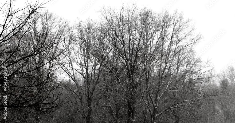 Snow falling in slow motion on bald trees in a forest under an overcast sky during a snowstorm. High quality 4k footage Snow falling in slow motion on bald trees in a forest under an overcast sky during a snowstorm. High quality 4k footage