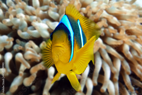 Red Sea anemonefish - Red Sea clownfish (Amphiprion bicinctus)