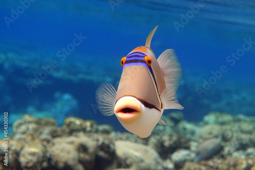 Picasso triggerfish (Rhinecanthus aculeatus) , coral fish on the coral reef. photo