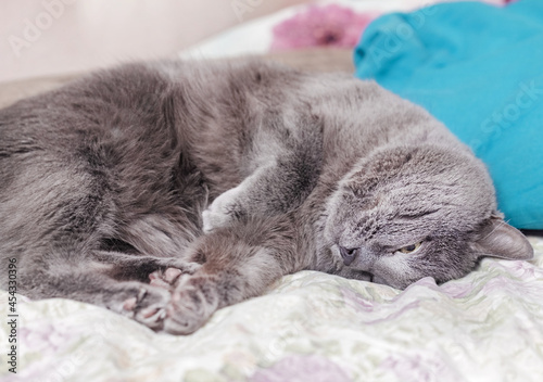 Real pretty sleeping adult gray cat