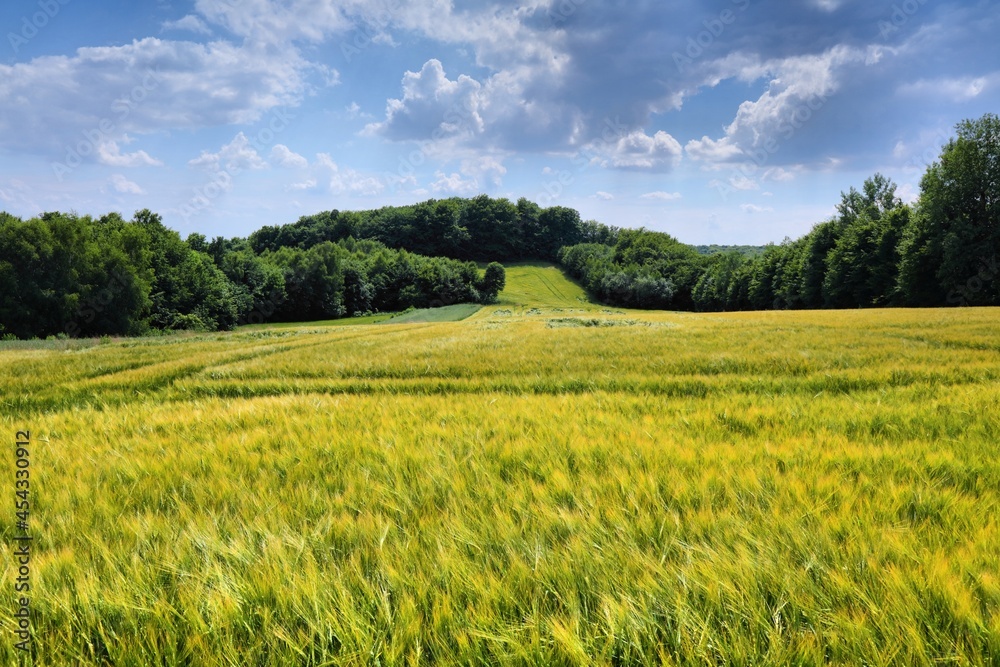 Countryside in Poland - barley fields