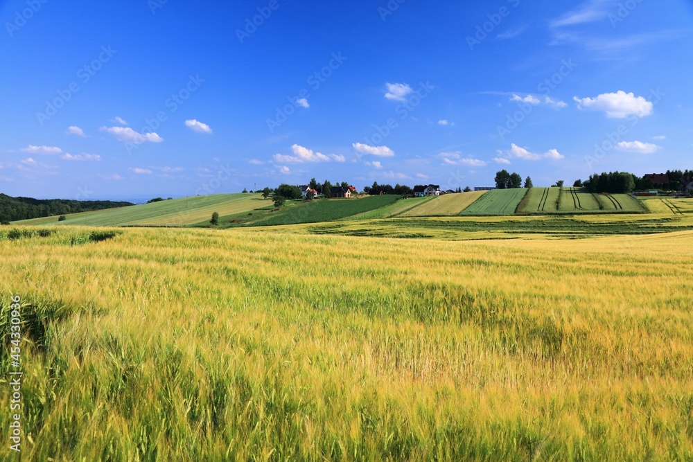 Agricultural land in Poland - barley fields