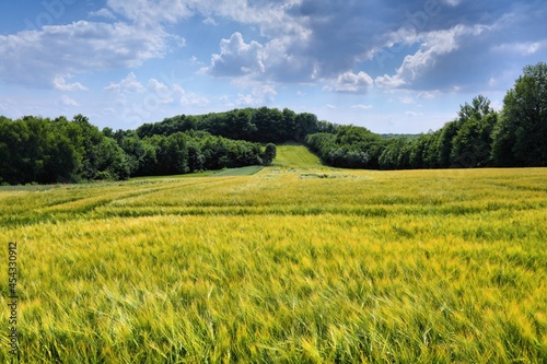 Countryside in Poland - barley fields