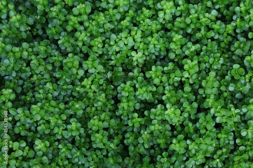 Pilea green plant background © Tupungato