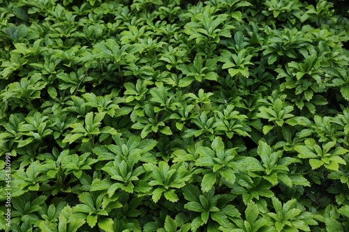 Green plant texture - Pachysandra terminalis © Tupungato