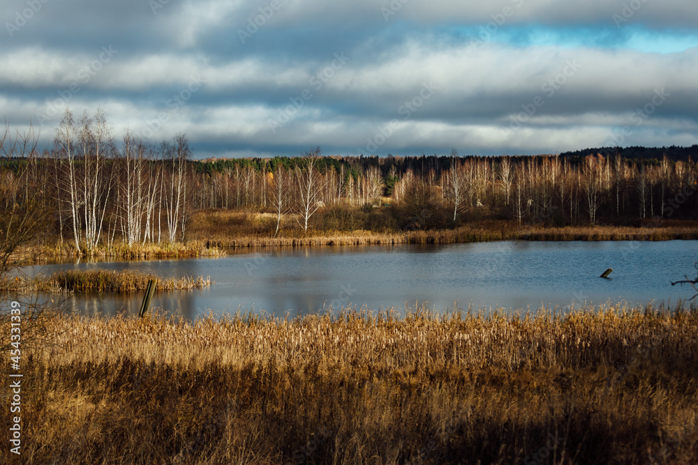 a grassy lake shore. the wildlife of the reserve without the presence of a person. tall grass and trees without leaves. autumn landscape with a pond and a forest a grassy lake shore. the wildlife of the reserve without the presence of a person. tall grass and trees without leaves. autumn landscape with a pond and a forest