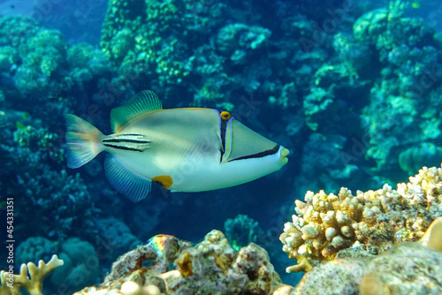 Fototapeta Naklejka Na Ścianę i Meble -  Picasso triggerfish (Rhinecanthus aculeatus) , coral fish on the coral reef.