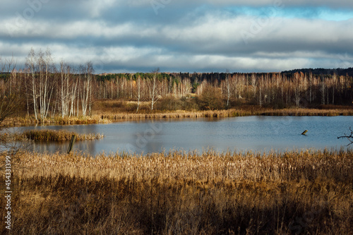 a grassy lake shore. the wildlife of the reserve without the presence of a person. tall grass and trees without leaves. autumn landscape with a pond and a forest