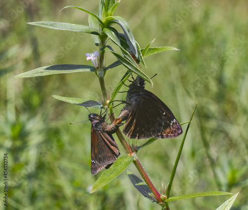 Mating breeding pair of Horace's Duskywing butterflies - Erynnis horatius photo