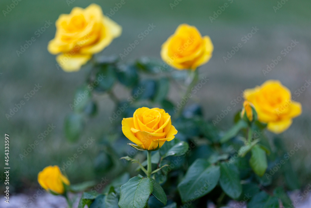 Yellow rose in outdoor rose flower garden. Yellow garden rose against soft green background with shallow depth of field. Beautiful bush of yellow roses in a spring garden. Rose garden. Yellow rose in outdoor rose flower garden. Yellow garden rose against soft green background with shallow depth of field. Beautiful bush of yellow roses in a spring garden. Rose garden.