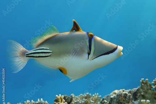 Picasso triggerfish (Rhinecanthus aculeatus) , coral fish on the coral reef.