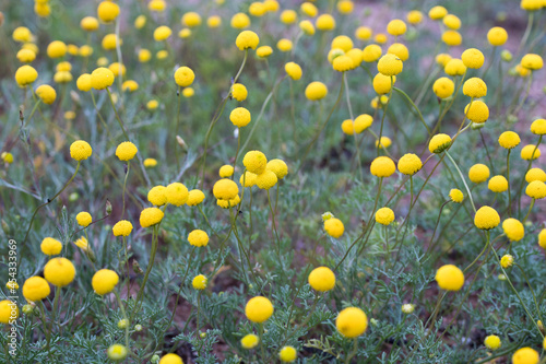 Closeup of the Brass Buttons (Cotula coronopifolia) plant with green leaves and bright yellow round flower tops photo