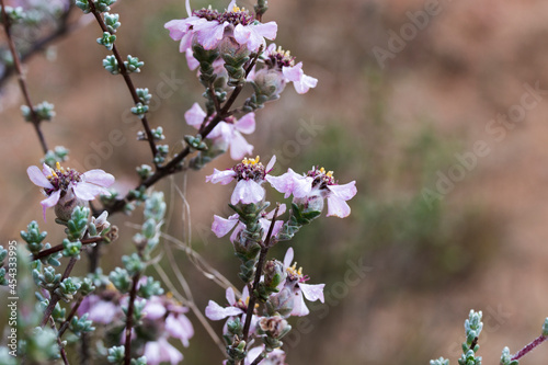 Closeup of the flowering shrub of the Shortleaf Kapok plant (Eriocephalus brevifolius) growing on the mountain in Kamiesburg photo