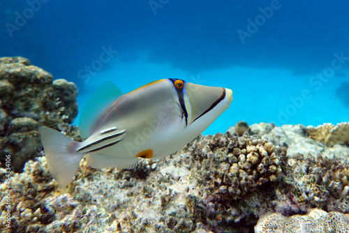 Picasso triggerfish (Rhinecanthus aculeatus) , coral fish on the coral reef.