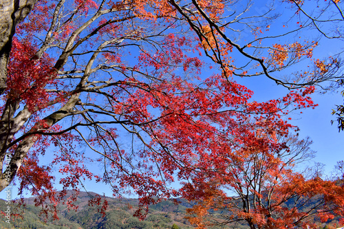 河口湖の紅葉