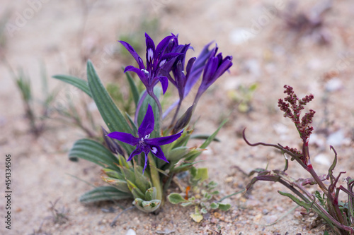 Purple flowers of the Baboon Root (Babiana) bulb plant growing in the Namaqua desert in spring photo