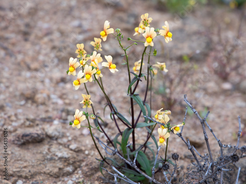 Small yellow to orange flowers of the Lionfaces (Genus Nemesia) plant growing in the Namaqua desert