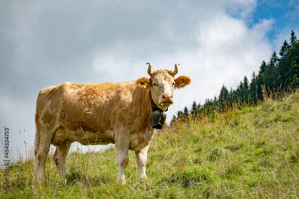 Beautiful swiss cows. Alpine meadows. Mountains. Beautiful swiss cows. Alpine meadows. Mountains.