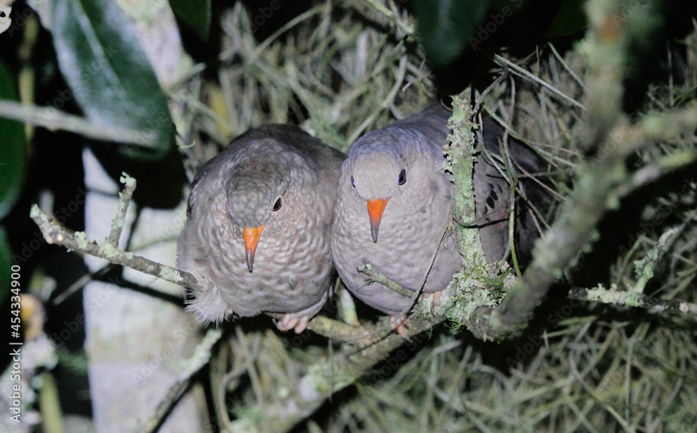 Fototapeta premium Male and female common ground dove birds - Columbina passerina - roosting overnight together in an oak tree with Spanish moss