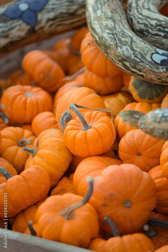 pumpkins in a crate pumpkins in a crate