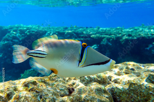 Fototapeta Naklejka Na Ścianę i Meble -  Picasso triggerfish (Rhinecanthus aculeatus) , coral fish on the coral reef.