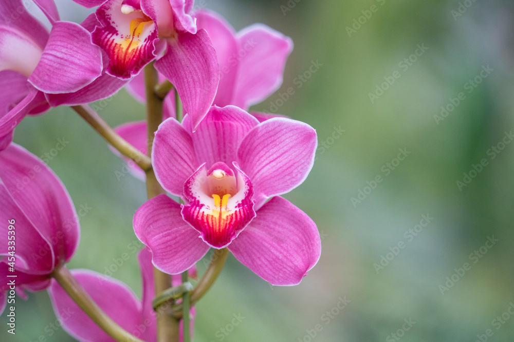 Fototapeta premium 蘭