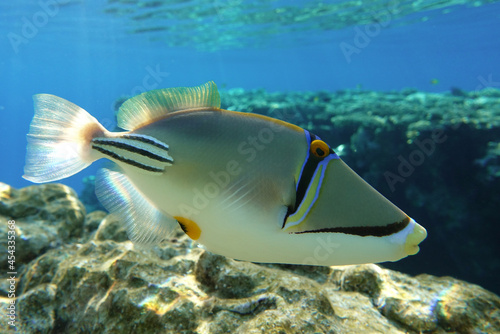 Picasso triggerfish (Rhinecanthus aculeatus) , coral fish on the coral reef.