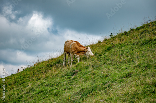 Beautiful swiss cows. Alpine meadows. Mountains. 