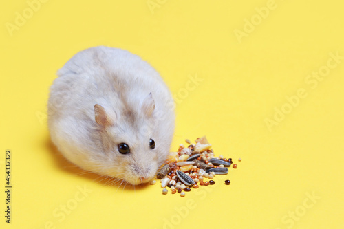 Dwarf hamster eating feed on yellow background, copy space