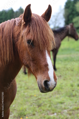 Caballo © pefrafra